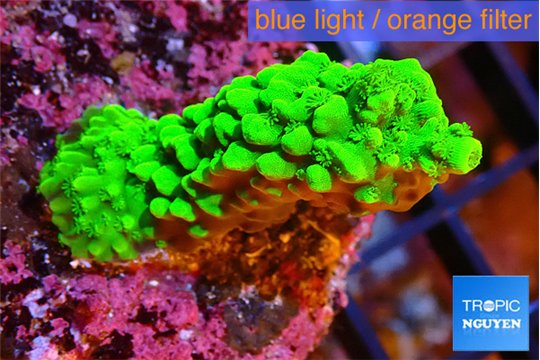 Acropora full neon green 3-4 cm WYSIWYG acclimaté