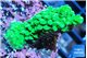 Acropora full neon green 3-4 cm WYSIWYG acclimaté