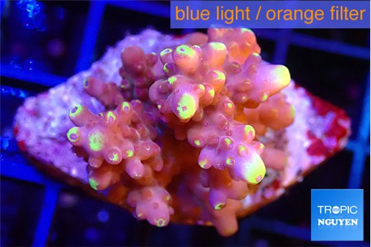 Acropora tricolor 4-5 cm WYSIWYG acclimaté