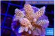 Acropora millepora rainbow 4-5 cm WYSIWYG acclimaté