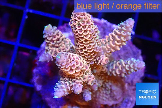 Acropora millepora rainbow 4-5 cm WYSIWYG acclimaté