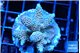 Acropora millepora rainbow 4-5 cm WYSIWYG acclimaté