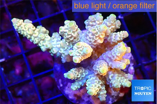 Acropora purple gold 4-6 cm WYSIWYG acclimaté