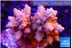 Acropora pink purple 4-5 cm WYSIWYG acclimaté