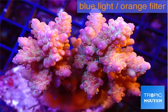 Acropora pink purple 4-5 cm WYSIWYG acclimaté