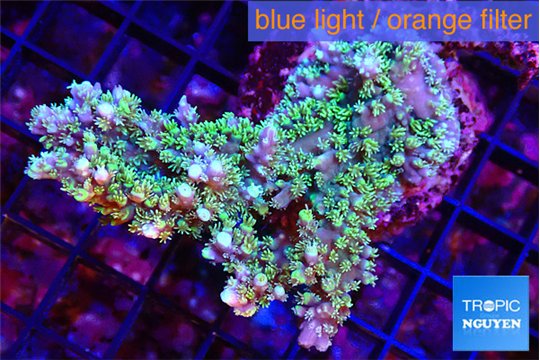 Acropora joker 5-6 cm WYSIWYG acclimaté