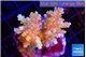 Acropora purple gold premium 4-5 cm WYSIWYG acclimaté