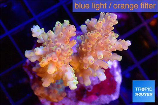 Acropora purple gold premium 4-5 cm WYSIWYG acclimaté