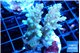 Acropora purple gold premium 4-5 cm WYSIWYG acclimaté