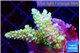 Acropora purple gold premium 4-5 cm WYSIWYG acclimaté