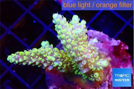 Acropora purple gold premium 4-5 cm WYSIWYG acclimaté