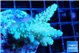 Acropora purple gold premium 4-5 cm WYSIWYG acclimaté