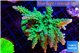 Acropora green& blue tip 7-11 cm WYSIWYG acclimaté