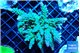 Acropora green& blue tip 7-11 cm WYSIWYG acclimaté