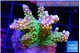 Acropora green purple tip premium 4-6 cm WYSIWYG acclimaté