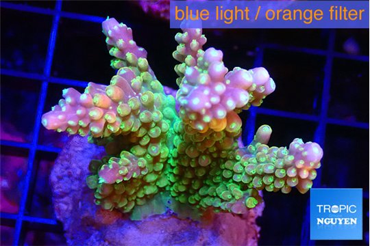 Acropora green purple tip premium 4-6 cm WYSIWYG acclimaté