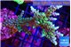 Acropora joker 4-6 cm WYSIWYG acclimaté