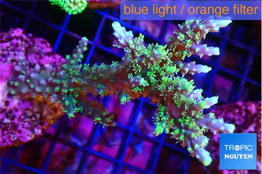 Acropora joker 4-6 cm WYSIWYG acclimaté