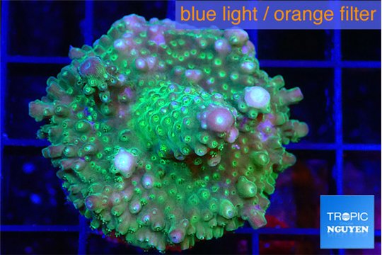 Acropora green & purple tip 3-4 cm WYSIWYG acclimaté
