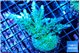 Acropora green & purple tip 4-6 cm WYSIWYG acclimaté