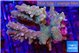 Acropora rainbow premium 7-11 cm WYSIWYG acclimaté