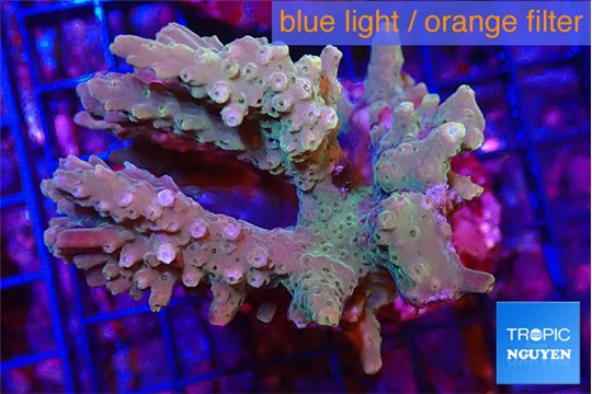 Acropora rainbow premium 7-11 cm WYSIWYG acclimaté