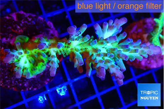 Acropora green purple Fijii 4-5 cm WYSIWYG acclimaté