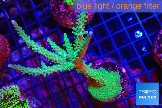 Acropora green & purple tip 5-7 cm WYSIWYG acclimaté