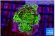 Montipora green 2-4 cm WYSIWYG acclimaté