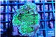 Montipora green 2-4 cm WYSIWYG acclimaté