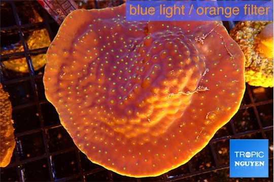 Turbinaria reniformis yellow polyps 6-9 cm WYSIWYG acclimaté