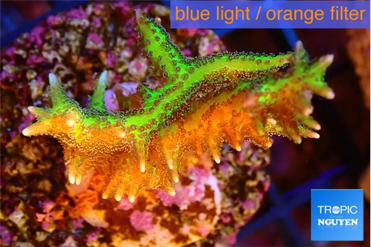 Seriotopra hystrix gold 4-5 cm WYSIWYG acclimaté