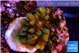 Acropora green Fijii 1-3 cm WYSIWYG acclimaté