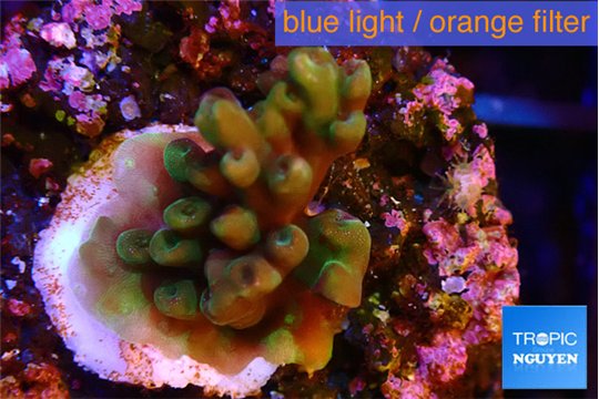 Acropora green Fijii 1-3 cm WYSIWYG acclimaté