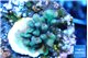 Acropora green Fijii 1-3 cm WYSIWYG acclimaté