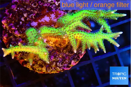 Seriotopra hystrix gold 3-4 cm WYSIWYG acclimaté