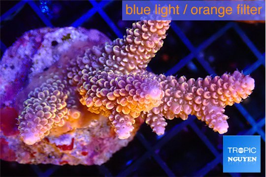 Acropora purple pink 4-5 cm WYSIWYG acclimaté