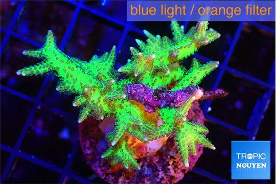 Seriotopra hystrix gold 4-5 cm WYSIWYG acclimaté