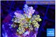 Acropora purple gold premium 4-5 cm WYSIWYG acclimaté