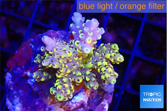 Acropora purple gold premium 4-5 cm WYSIWYG acclimaté