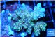 Acropora purple gold premium 4-5 cm WYSIWYG acclimaté