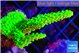 Acropora full neon green 4-7 cm WYSIWYG acclimaté