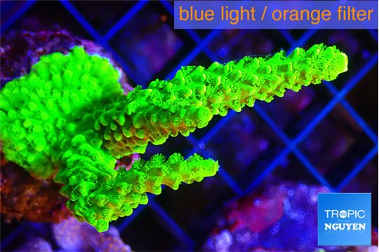 Acropora full neon green 4-7 cm WYSIWYG acclimaté