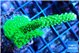 Acropora full neon green 4-7 cm WYSIWYG acclimaté