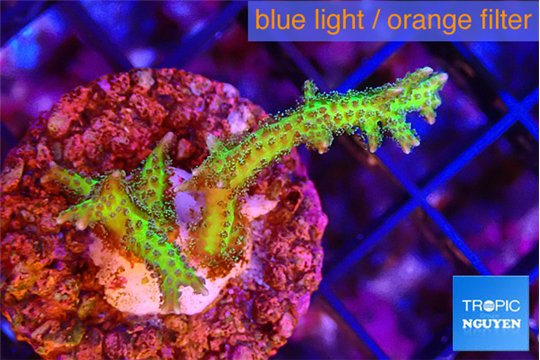 Seriotopra hystrix gold 3-4 cm WYSIWYG acclimaté