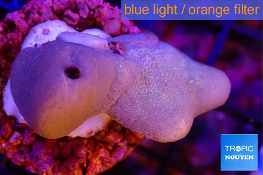 Sarcophyton full neon green polyps Australia 3-4 cm WYSIWYG acclimaté