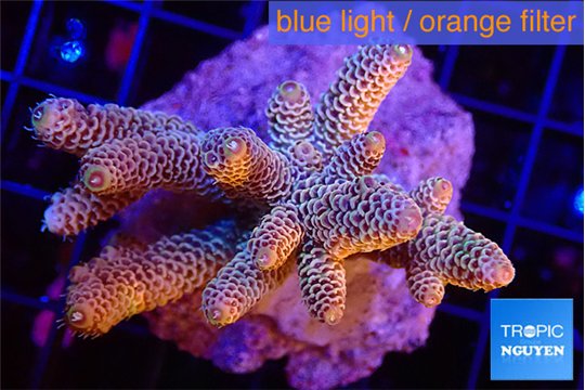 Acropora millepora rainbow 4-5 cm WYSIWYG acclimaté