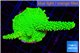 Acropora neon green 4-6 cm WYSIWYG acclimaté