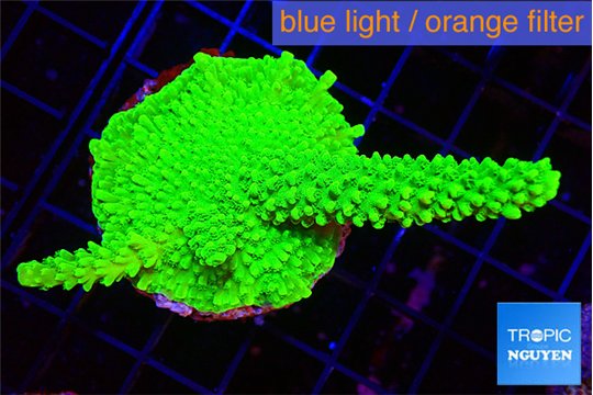 Acropora neon green 4-6 cm WYSIWYG acclimaté