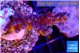 Acropora purple blue 2-4 cm WYSIWYG acclimaté